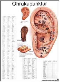 Rüdiger - Miniposter, Ohrakupunkturtafel laminiert