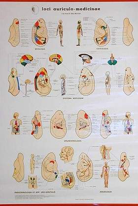 Poster - Loci-auriculo-medicinae, Ohrtafel nach Dr. Bahr